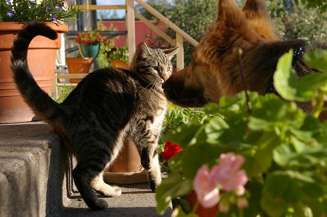 Au secours : chien , chat agressifs - Aminuki