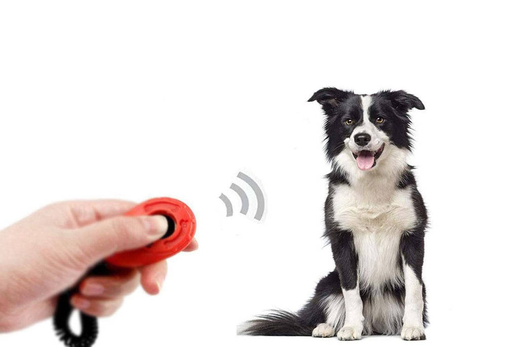 Le clicker training avec un chien ou un chat ?