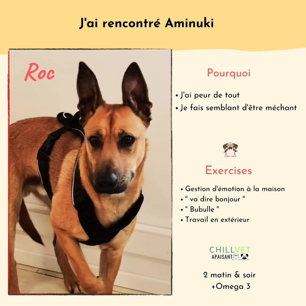 Comment on va aider Roc, Un malinois craintif - Aminuki