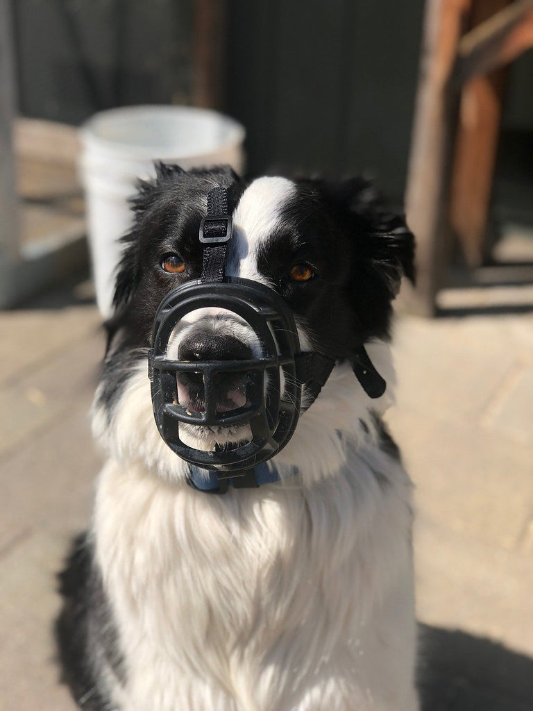 Humain, n'aie pas peur de moi ... 🐶 - Aminuki