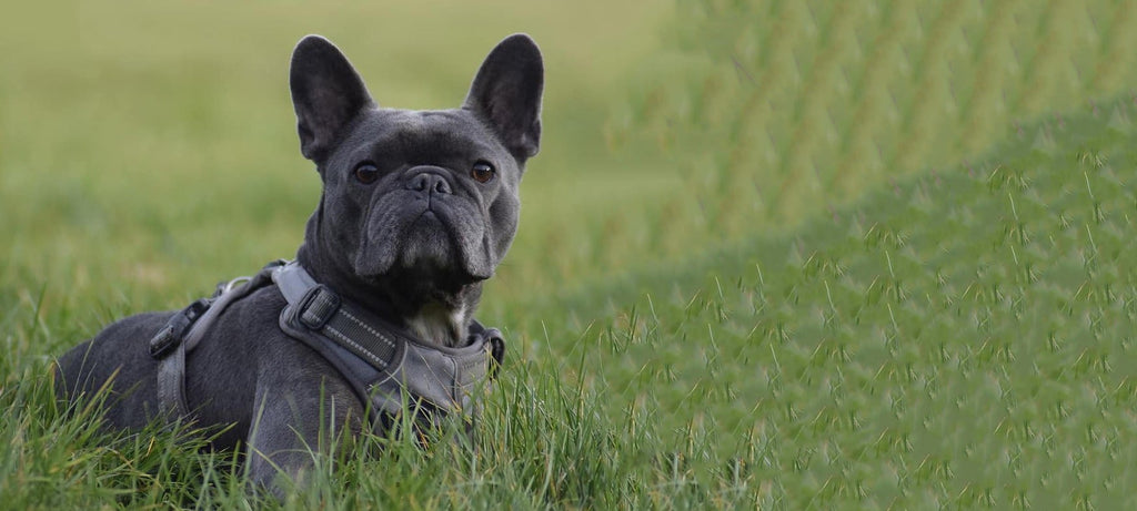 Pourquoi éduquer son chien en positif ? - Aminuki